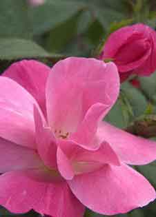 Pink Knock Out - Rose