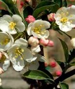 Tina Sargent Crabapple