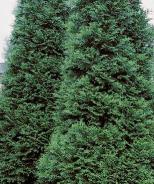 Green Giant