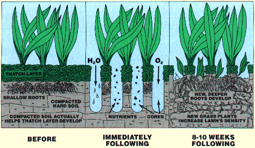 Lawn aeration in Brookfield, Elm Grove and New Berlin, WI