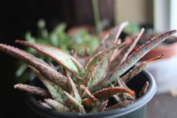 Winter houseplants in Brookfield, WI