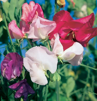 Planting summer annuals in Brookfield, WI