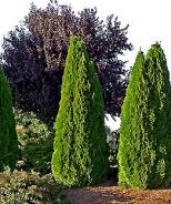Emerald Arborvitae