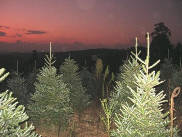 Christmas trees in Brookfield, WI