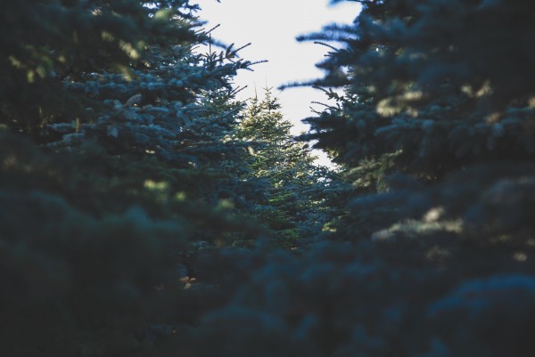 Christmas tree selection in Brookfield, WI