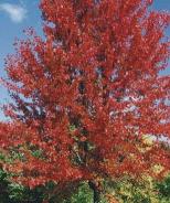 Freeman Autumn Blaze