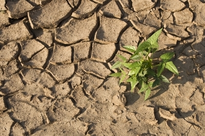 Landscaping drought in Brookfield, WI