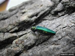 Emerald ash borer in Brookfield, WI