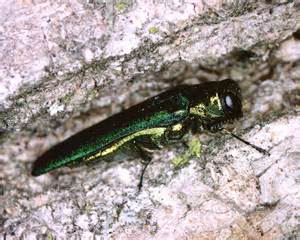 Emerald ash borer in Brookfield, WI