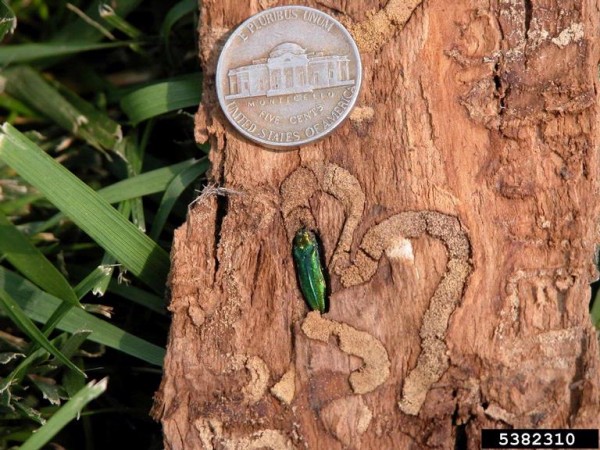 Emerald ash borer in Brookfield and Elm Grove WI