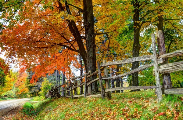 Fall pruning in Brookfield, WI