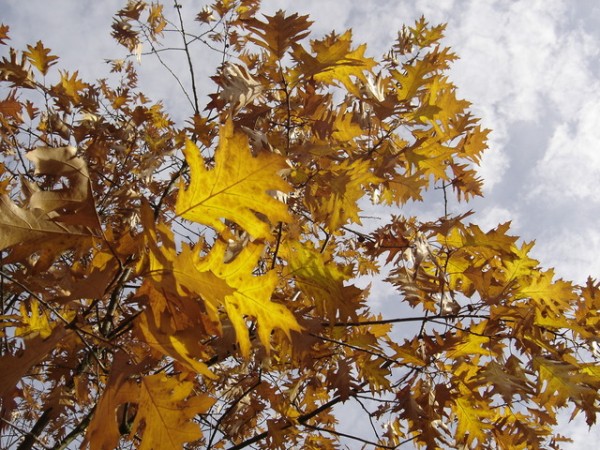 Fall leaves and yard cleanup in Brookfield, WI