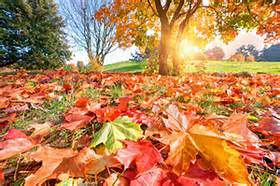 Fall leaf cleanup in Brookfield, New Berlin, Elm Grove, WI