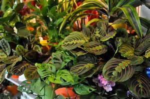 Keeping houseplants healthy in Brookfield, WI