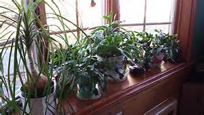 Winter houseplants in Brookfield, WI