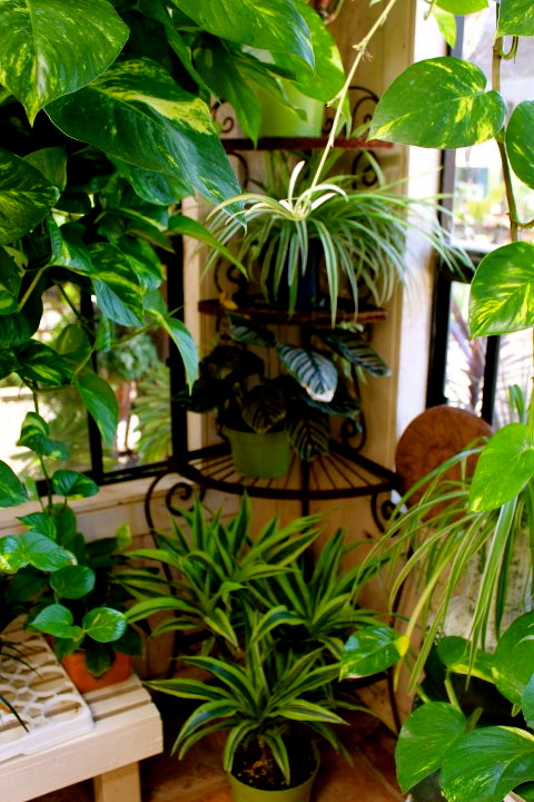 Watering houseplants in Brookfield, WI