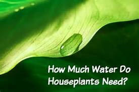Watering houseplants in Elm Grove and Brookfield, WI