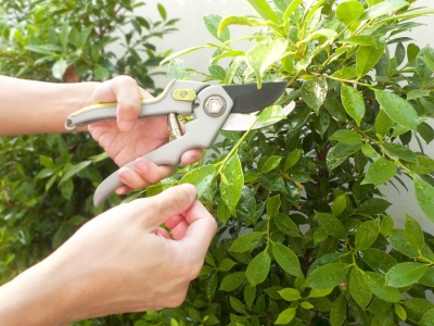 Summer pruning in Brookfield, WI