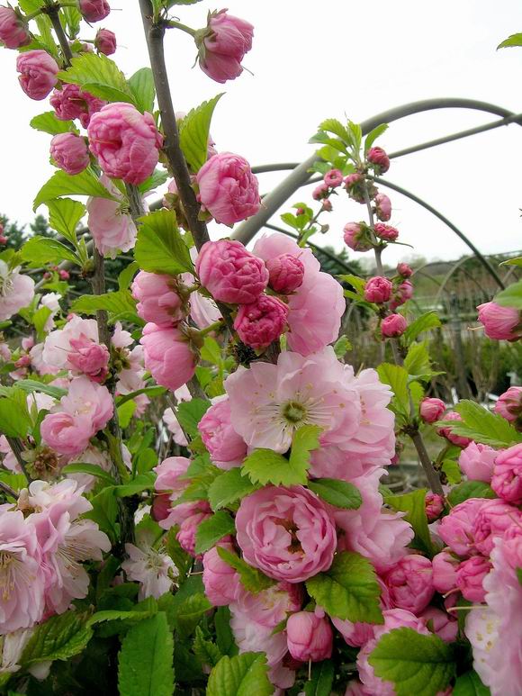 Newport Cherry Plum