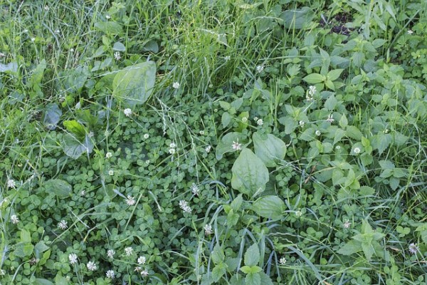 Lawn weeds in Brookfield, WI