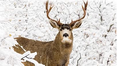 Winter deer in Brookfield, WI