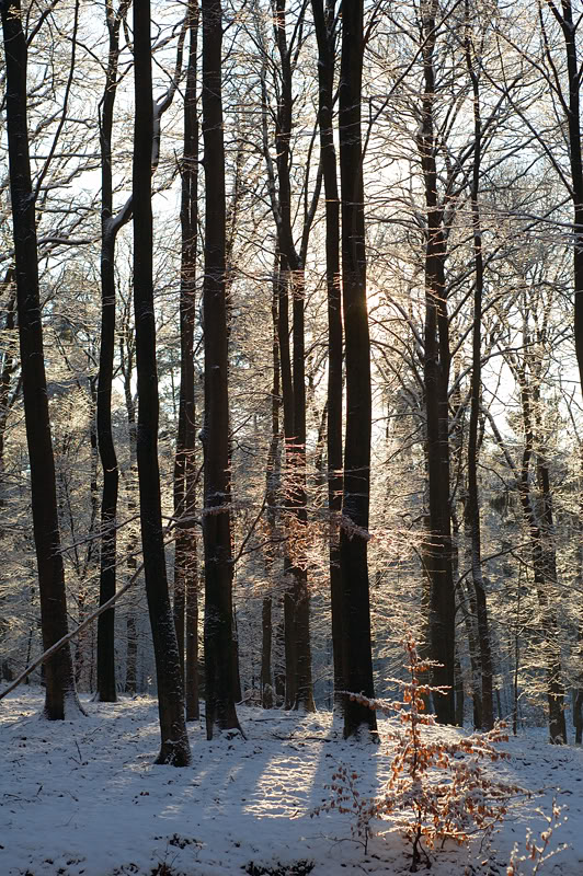 Winter tree trimming in Brookfield, WI