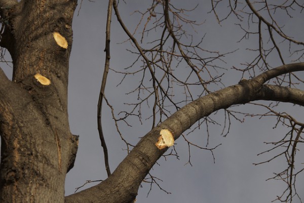 Tree pruning in Brookfield, Elm Grove, WI