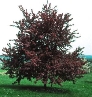 Profusion Crabapple