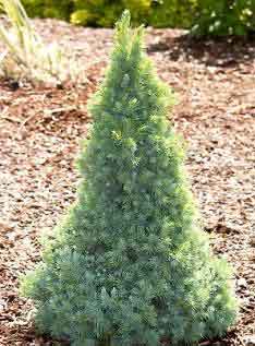 Alberta Dwarf