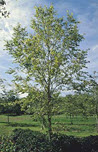 Heritage River Birch