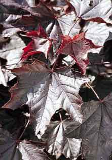 Crimson King