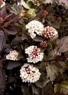  DIABOLOA NINEBARK