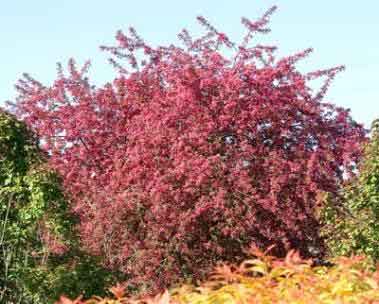 Prarifire Crabapple
