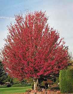 Rubrum 'Red Sunset'