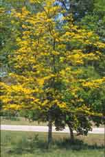 Sunburst Honey Locust