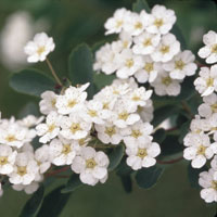 Bridal Wreath Spiraea