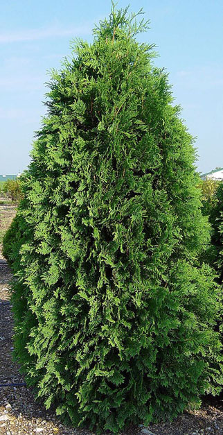 Nigra-Dark Green America