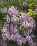 Syringa pubescens subsp. patula