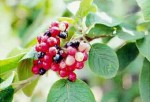 Viburnum lantana