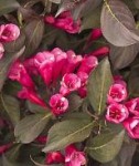Weigela florida 'Alexandra'
