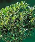 Weigela florida